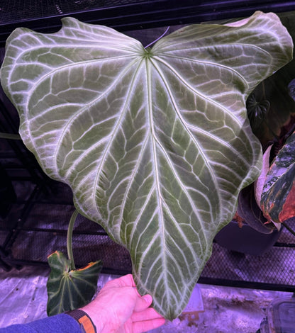 FTG crystallinum S2 1—Exact Prop - Granthuriums