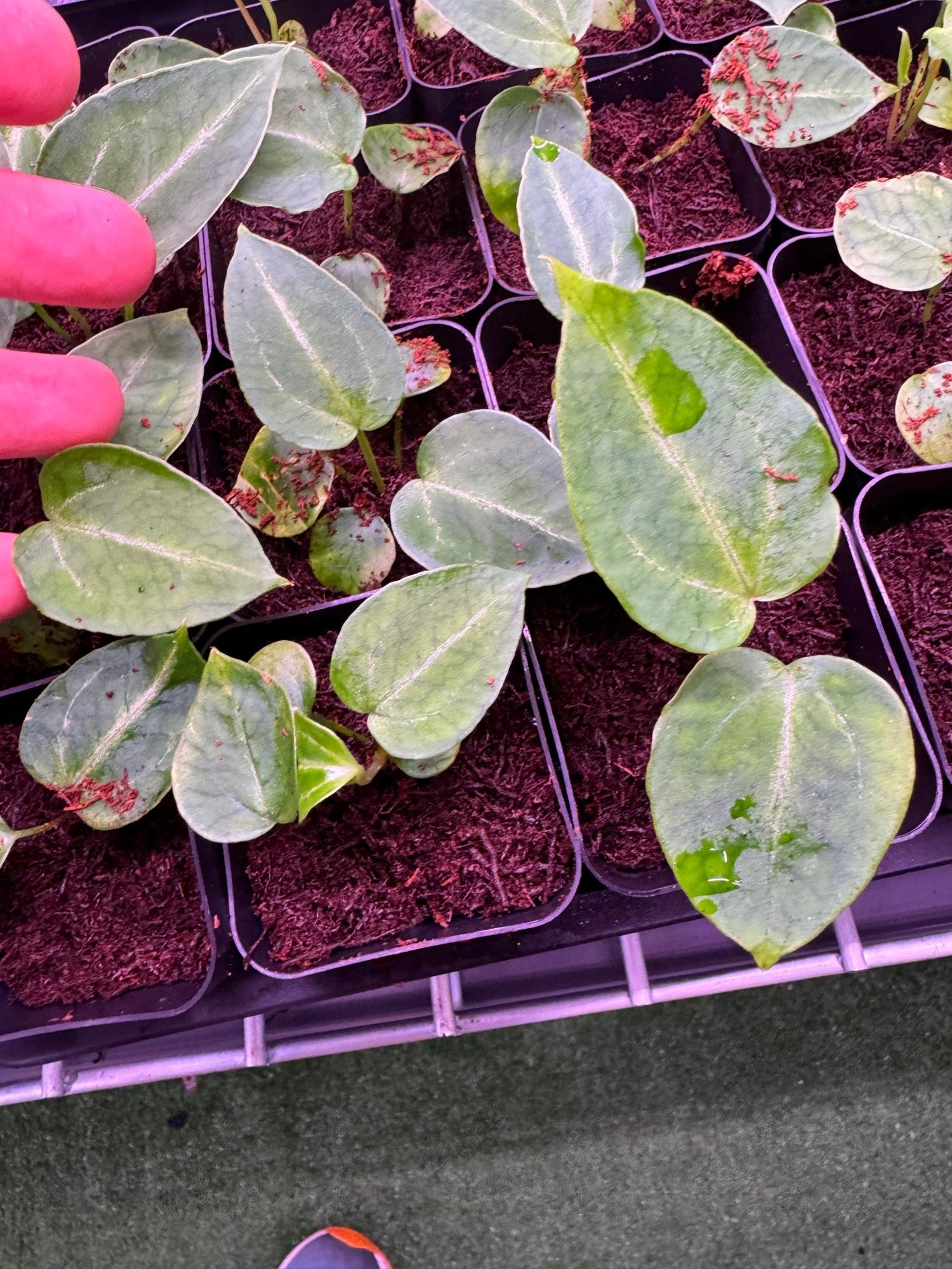 anthurium ftg FTG S1 x self