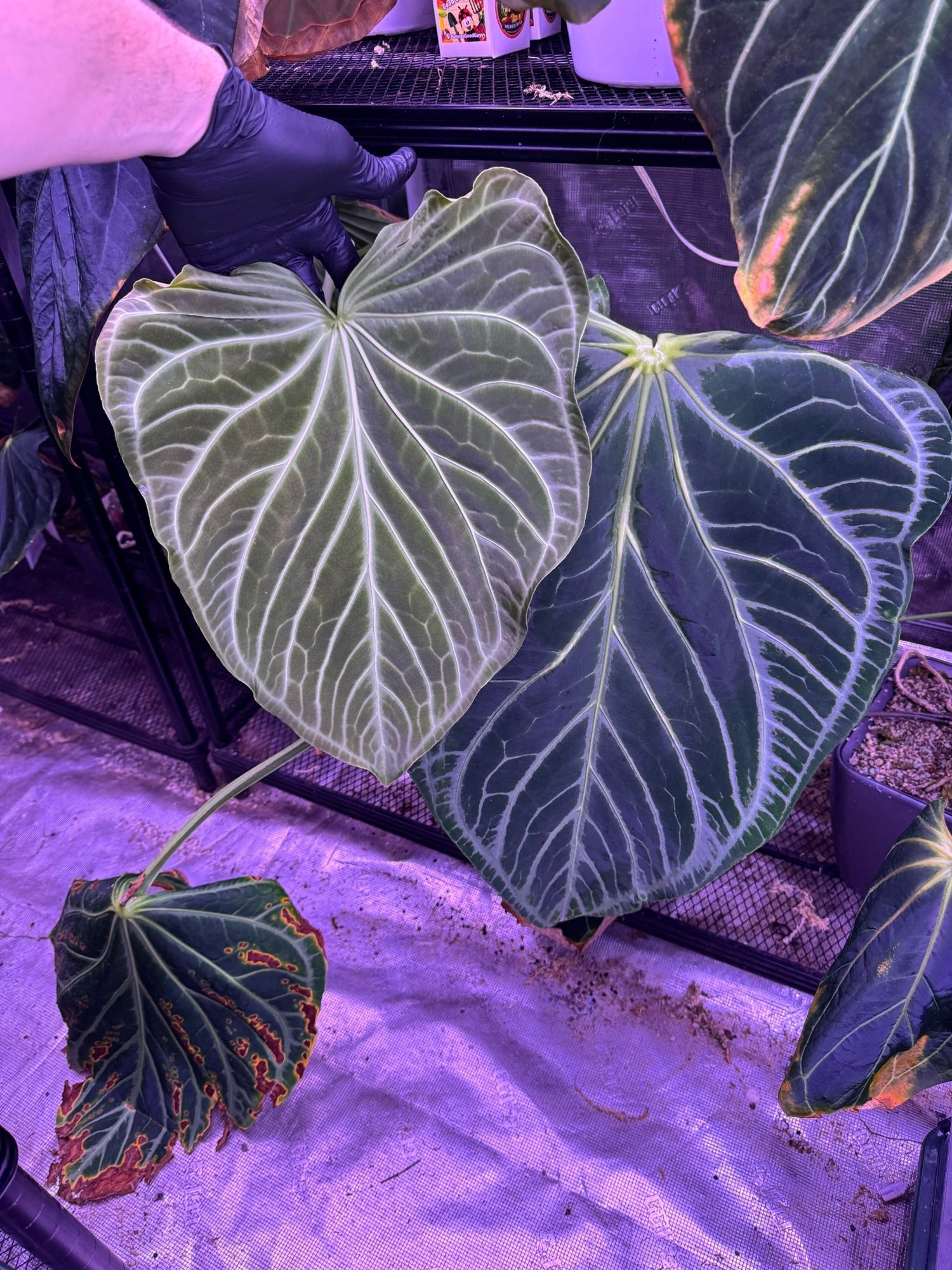 anthurium ftg FTG S1 x self – Granthuriums