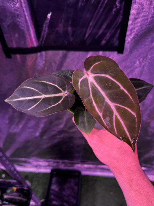 GPH001 S1 medium seedling exact plant - Granthuriums