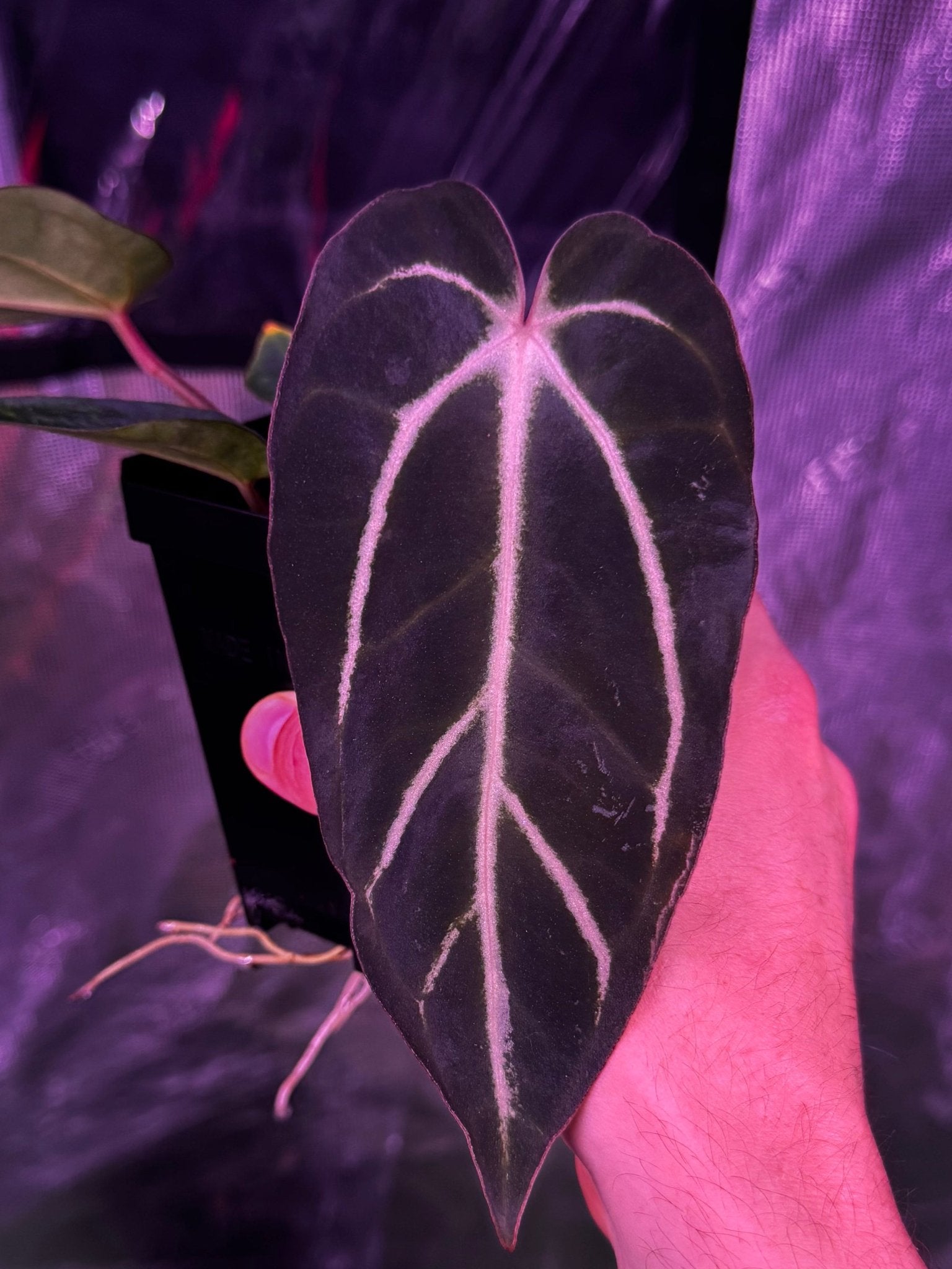 GPH001 S1 seedling large exact plant - Granthuriums
