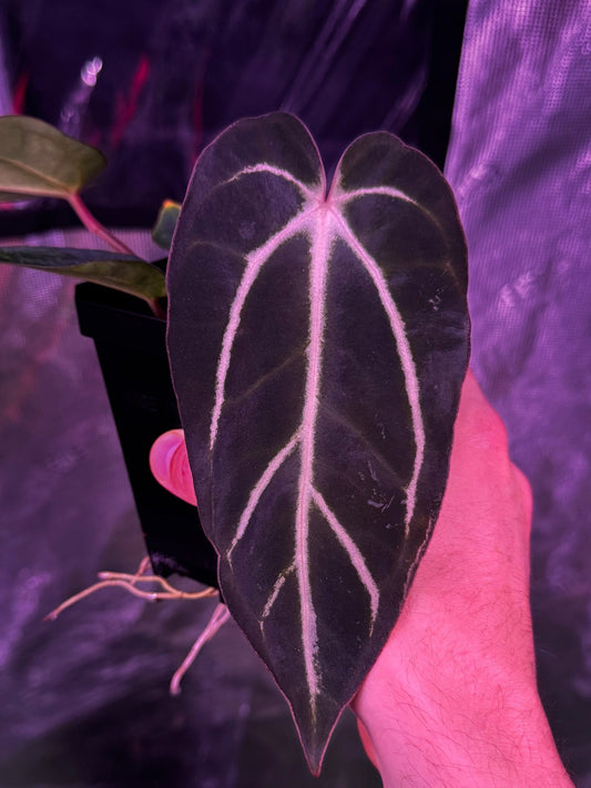 GPH001 S1 seedling large exact plant - Granthuriums