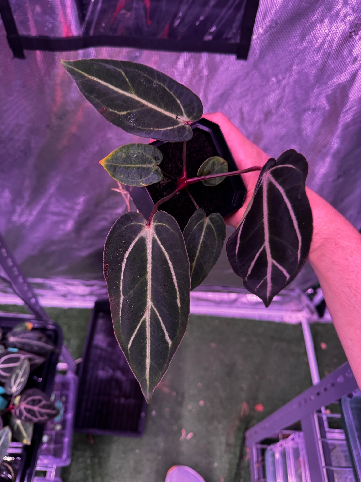 GPH001 S1 seedling large exact plant - Granthuriums