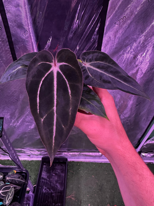 GPH001 S1 seedling medium Exact plant - Granthuriums