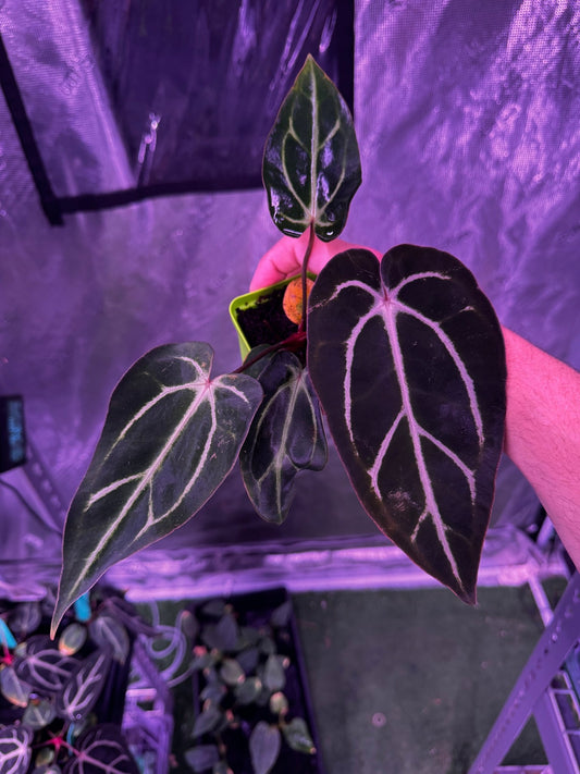 GPH001 self exact plant-Granthuriums