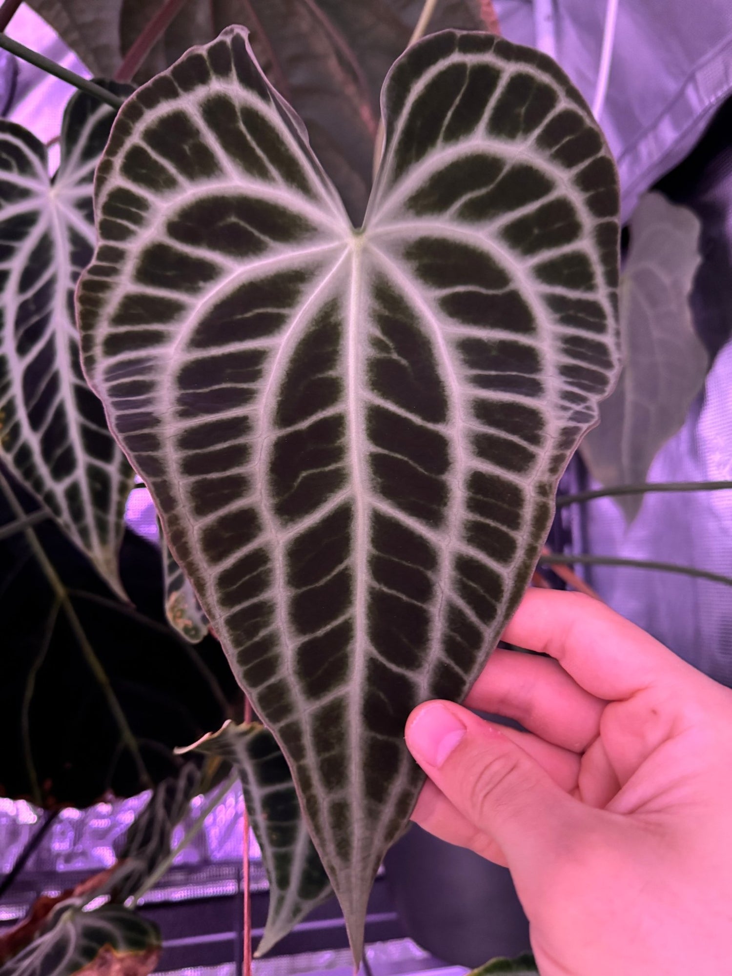 anthurium clarinervium king King of Clarinervium x self