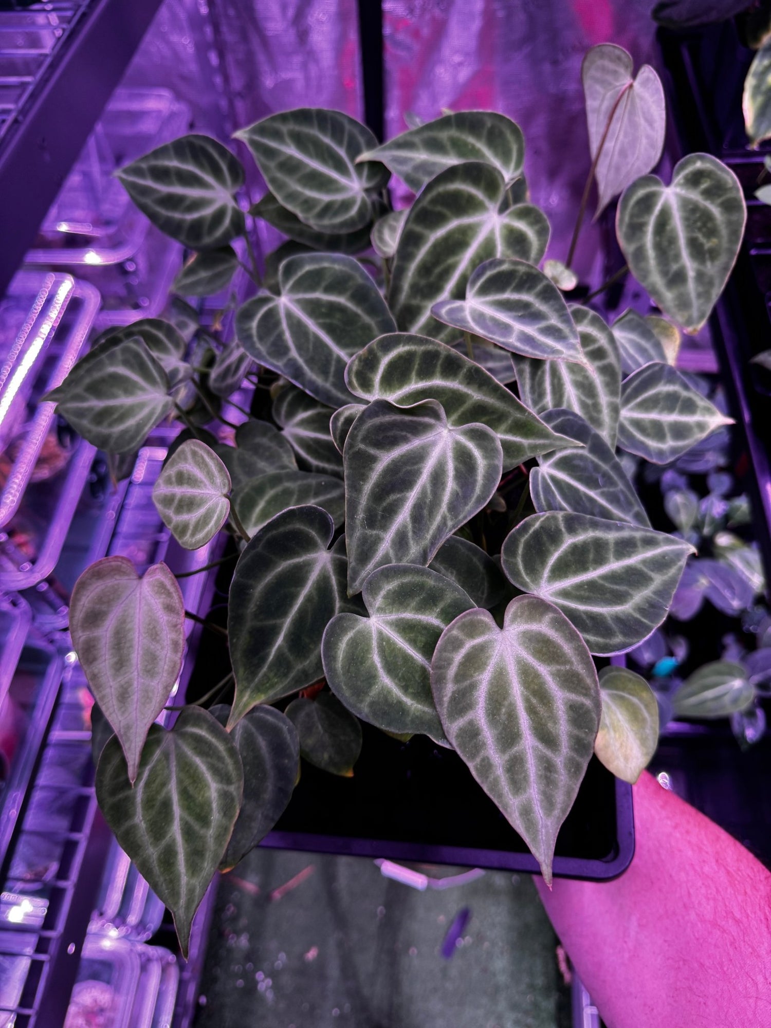 anthurium papillilaminum x clarinervium King of Clarinervium x self