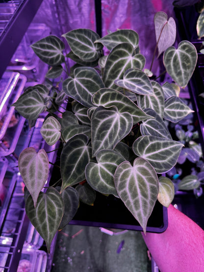 anthurium clarinervium x warocqueanum King of Clarinervium x self – Granthuriums