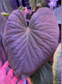 Healthy leaf of Kuna PM5-Granthuriums