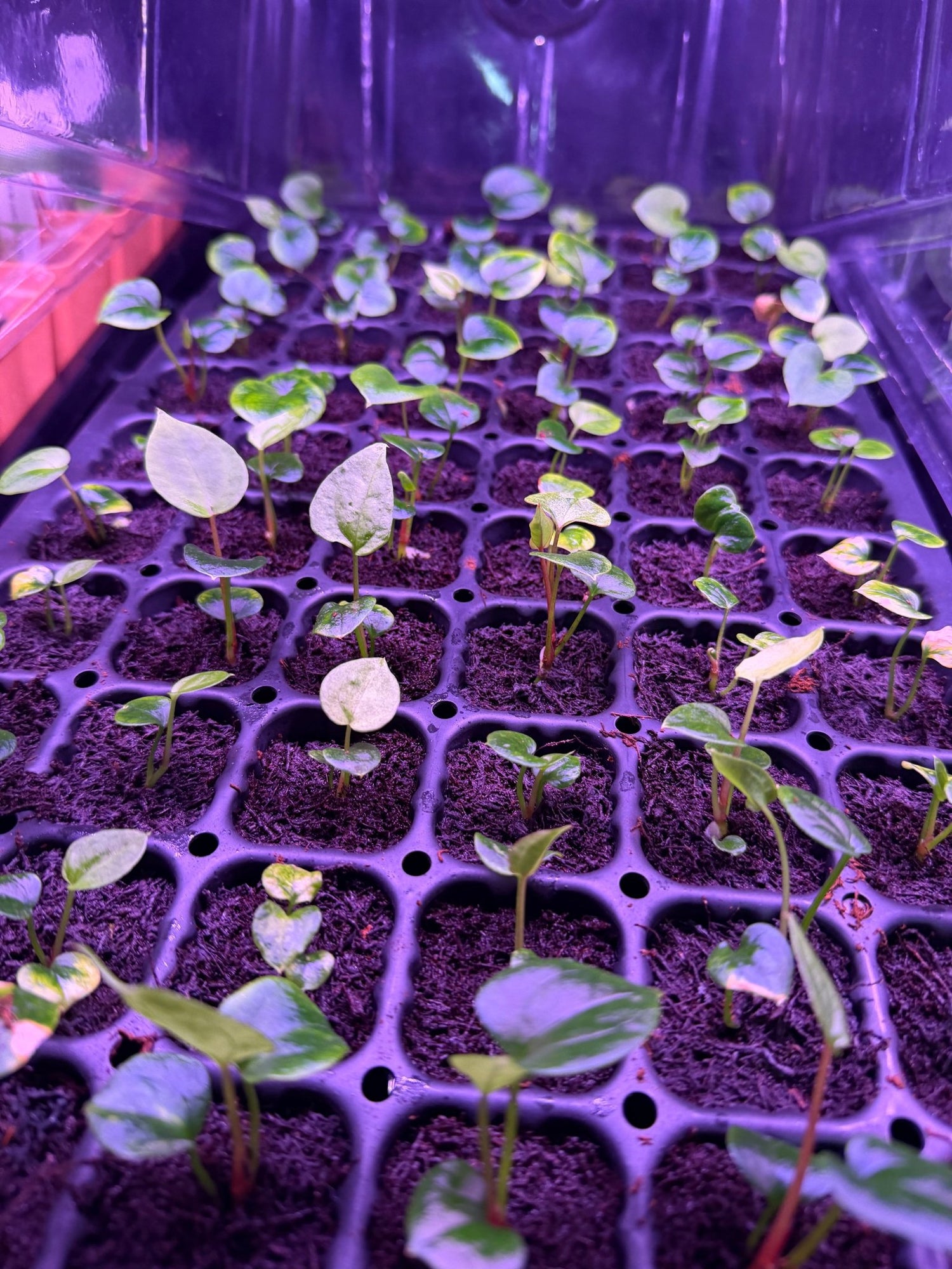Night Dragon x Self - Small Seedlings - Granthuriums