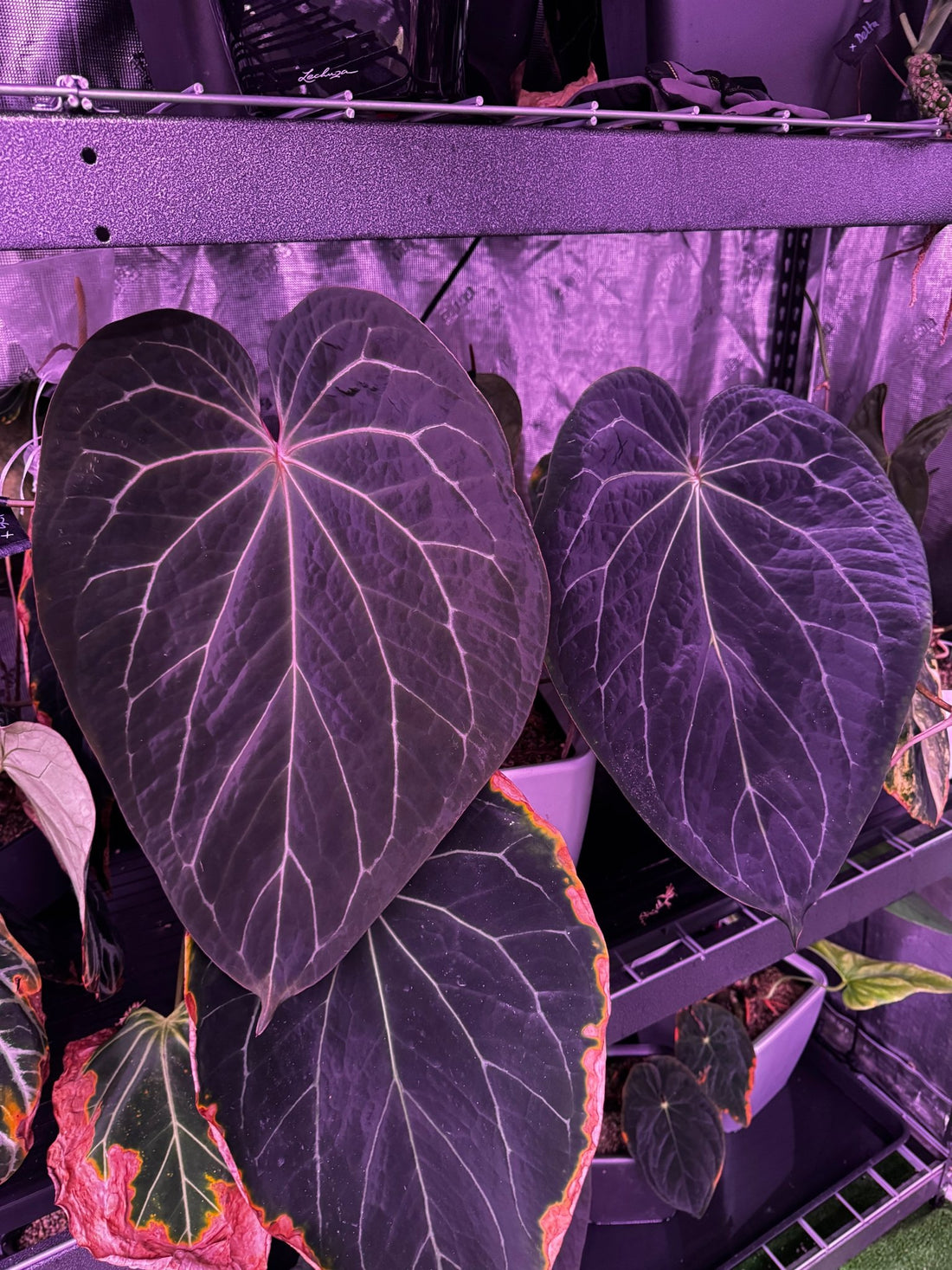 Night Dragon x Tim Anderson Stripey-Granthuriums