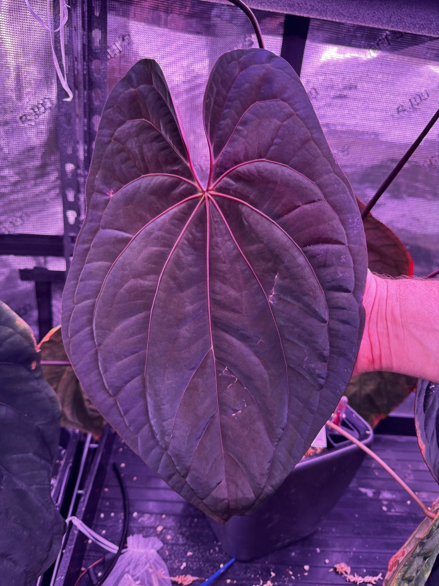 anthurium pink dragon Night Dragon x Tim Anderson Stripey Anthurium Seedlings