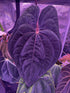 Var papx x Night Dragon variegated sprouts-Granthuriums