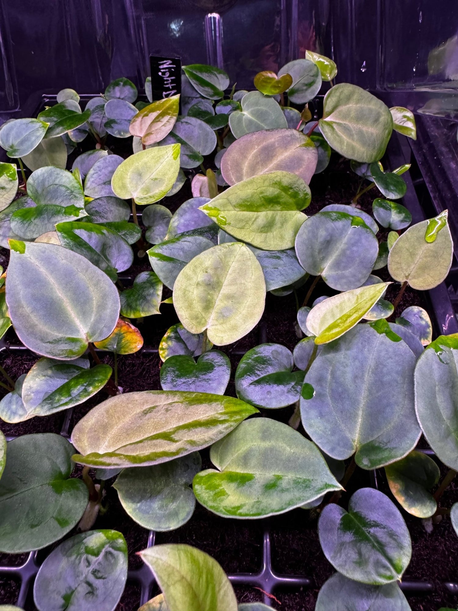 anthurium black dragon care Night Dragon x Tim Anderson Stripey Anthurium Seedlings