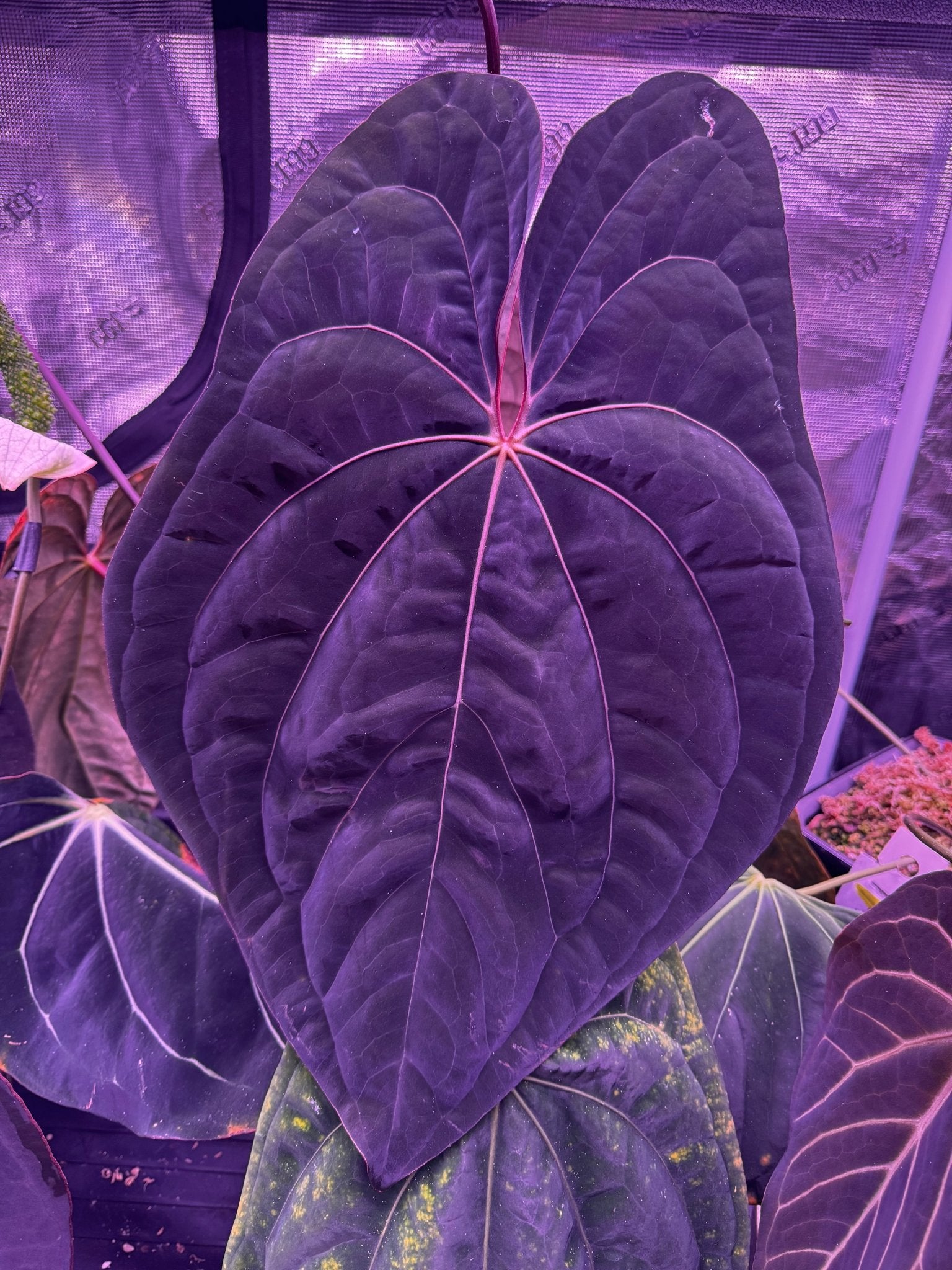 Night Dragon mother plant-Granthuriums