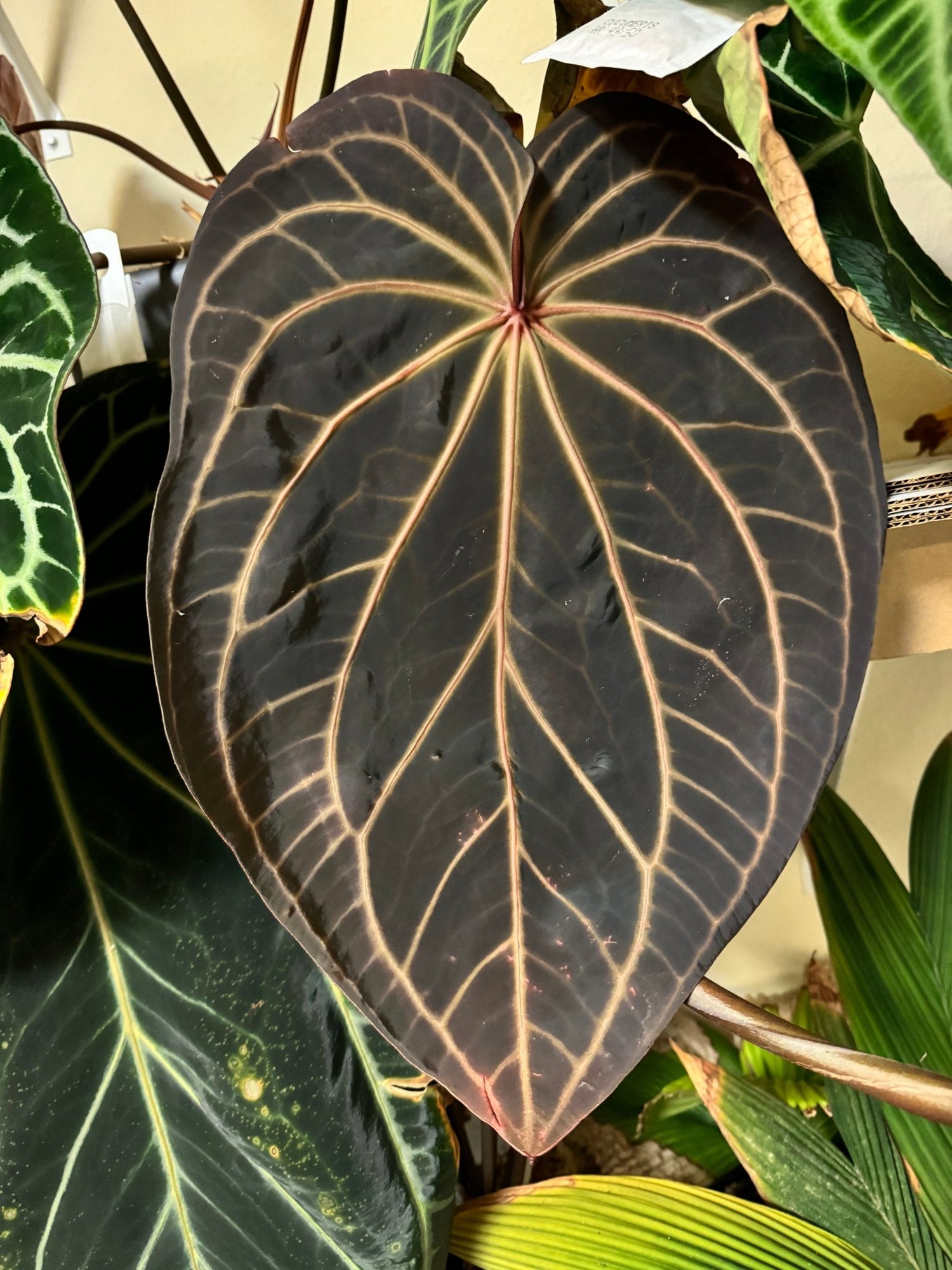 anthurium fire glow national plant network NSE Bench GPH x Tim Anderson Stripey Anthurium Seedling