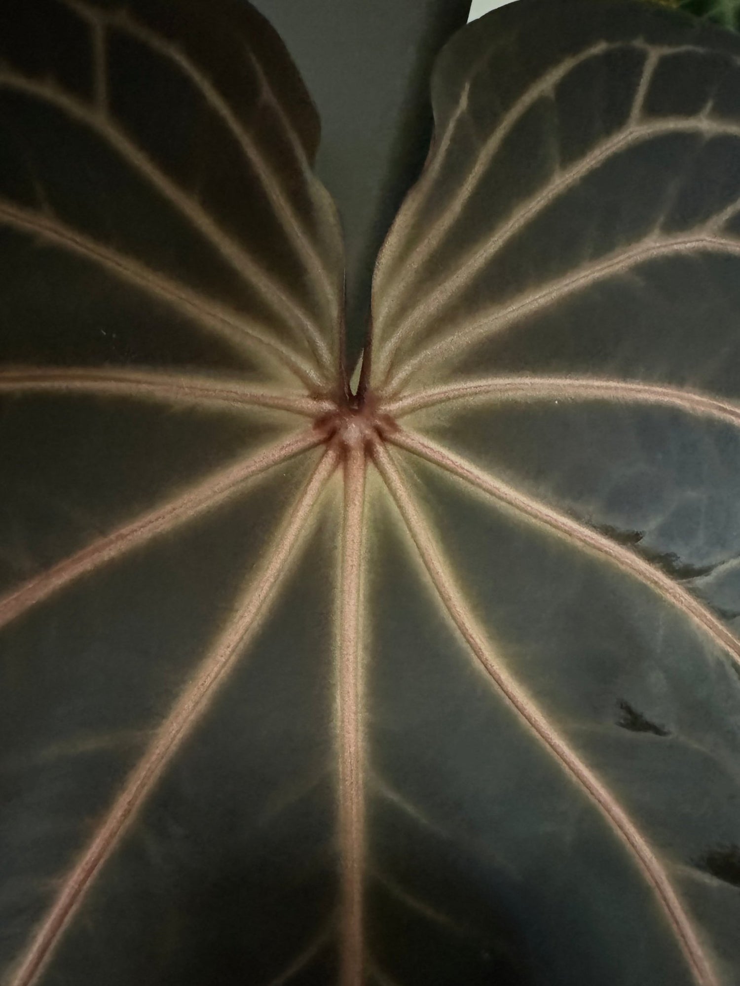 anthurium nse NSE Bench GPH x Tim Anderson Stripey Anthurium Seedling