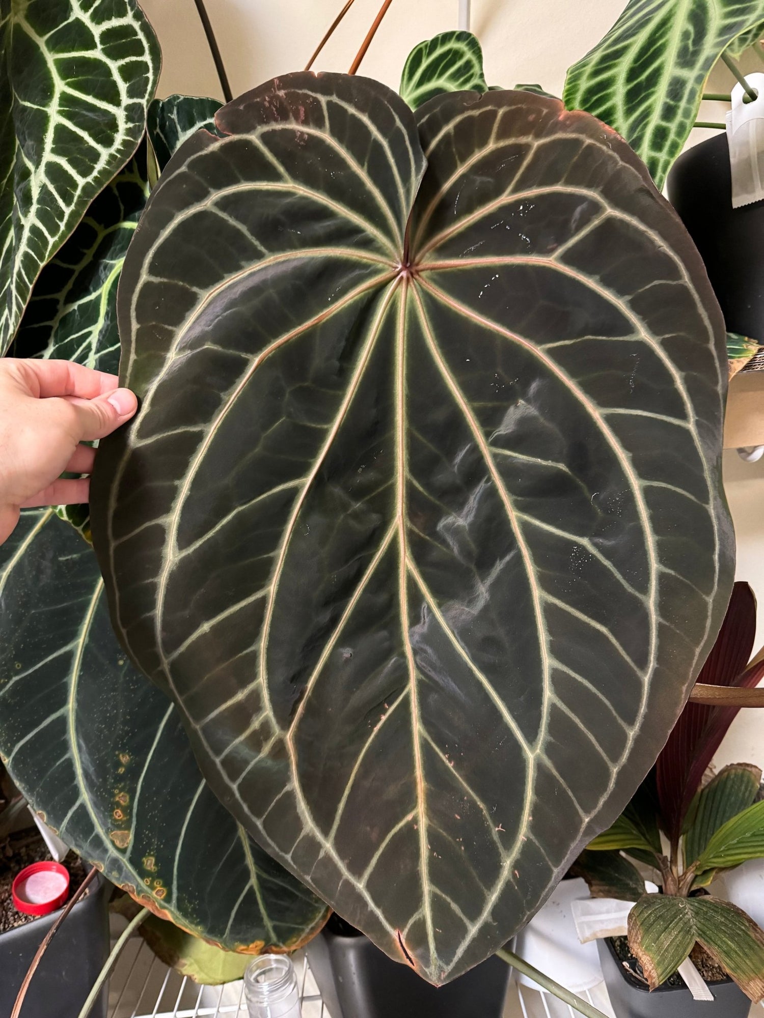 tim anderson anthurium NSE Bench GPH x Tim Anderson Stripey Anthurium — Healthy Seedlings