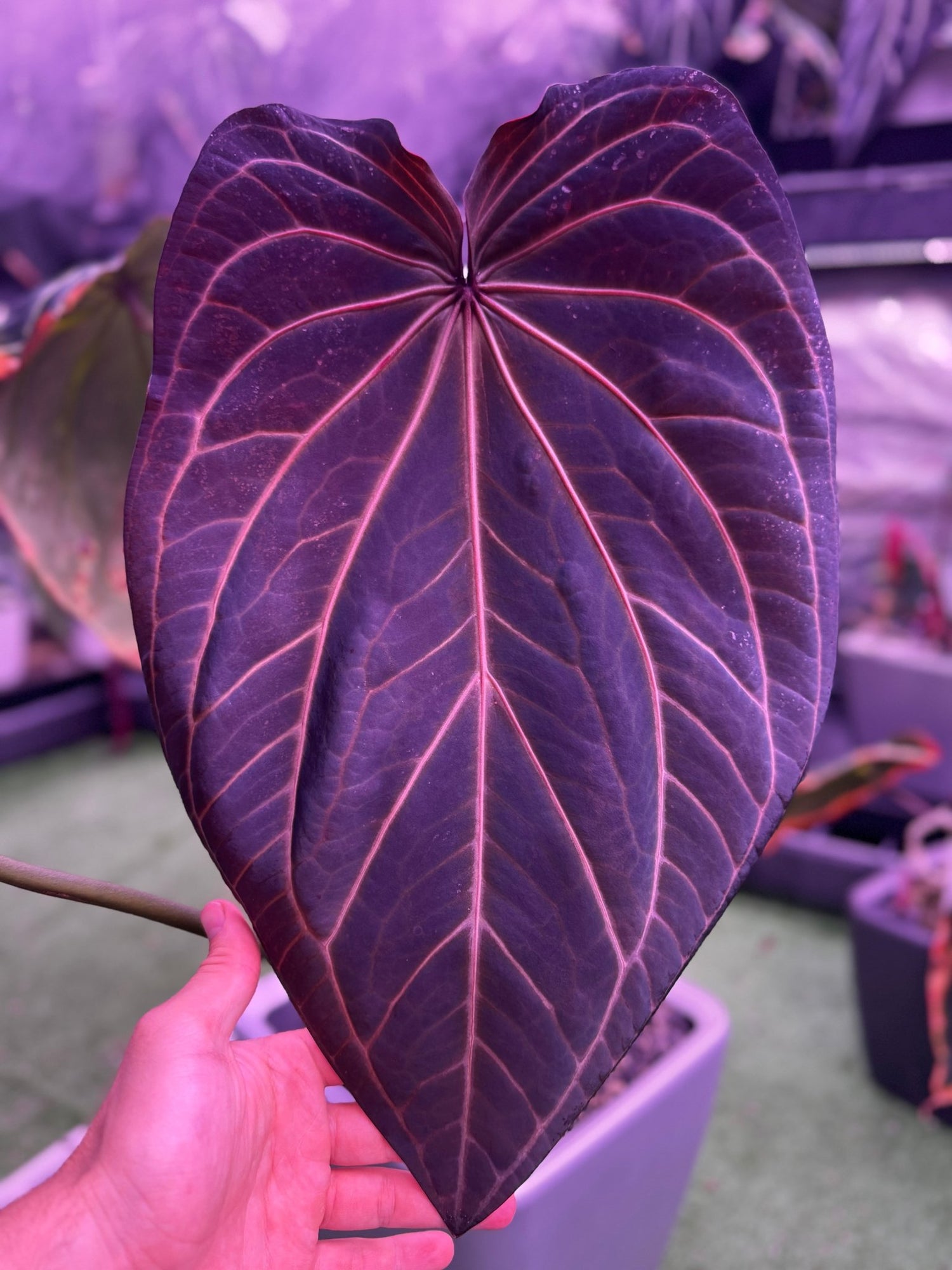anthurium carpishense NSE Bench GPH x Tim Anderson Stripey Anthurium Seedling