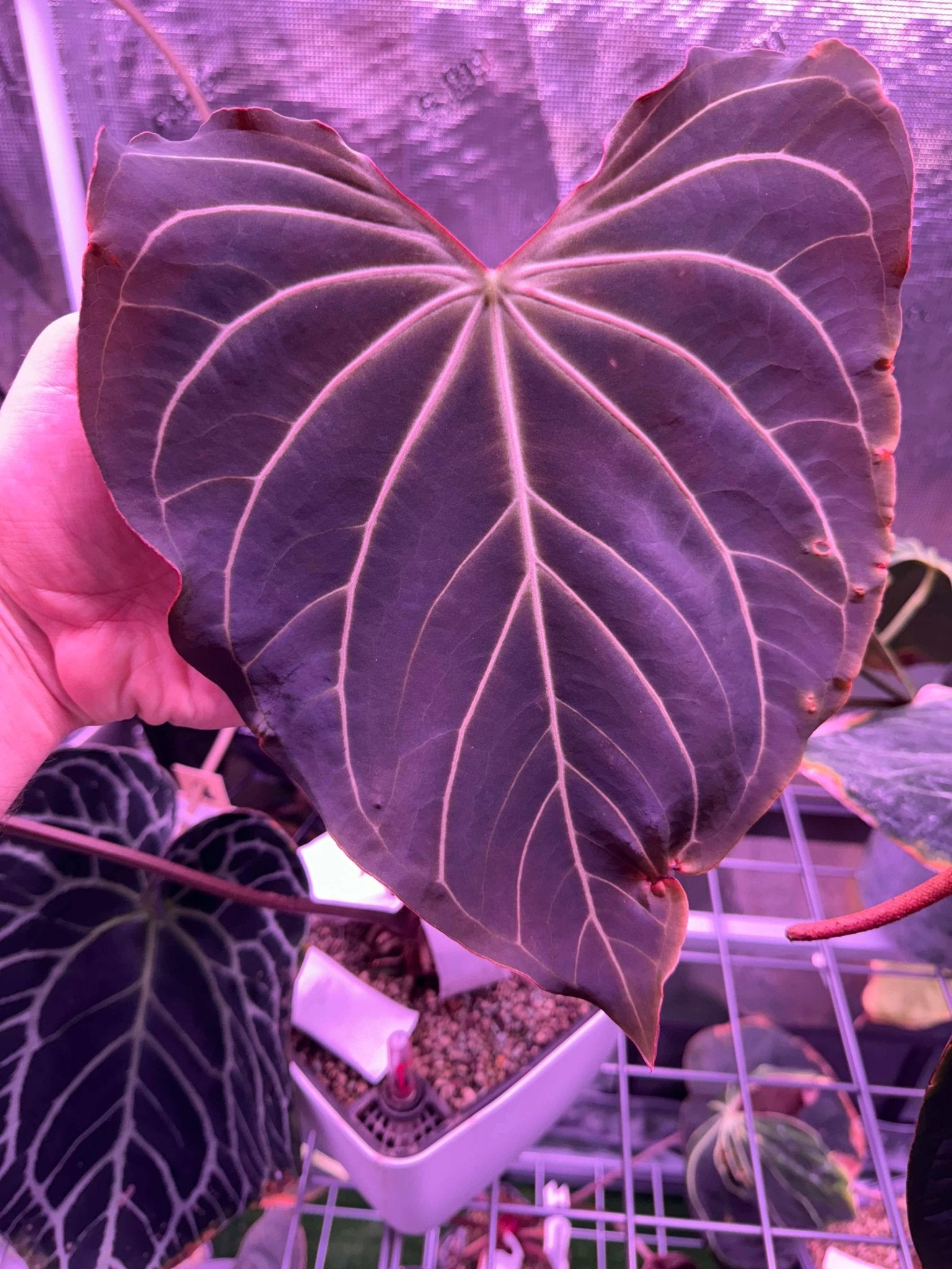 NSE Bench Hybrid "Katie" x NSE Bench Hybrid "Juan" germinated seeds-Granthuriums