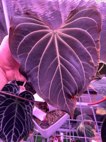NSE Bench Hybrid "Katie" x NSE Bench Hybrid "Juan" germinated seeds-Granthuriums