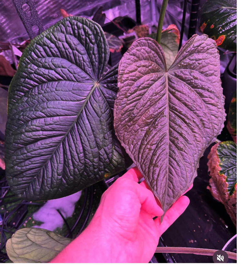 Anthurium Kunayalense PM5 x ((Dress x Carla) x Splendidum)—Small Seedlings