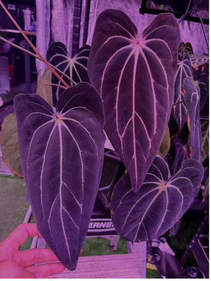 Anthurium carlablackiae "Venom" x GPH001—Exact Seedling
