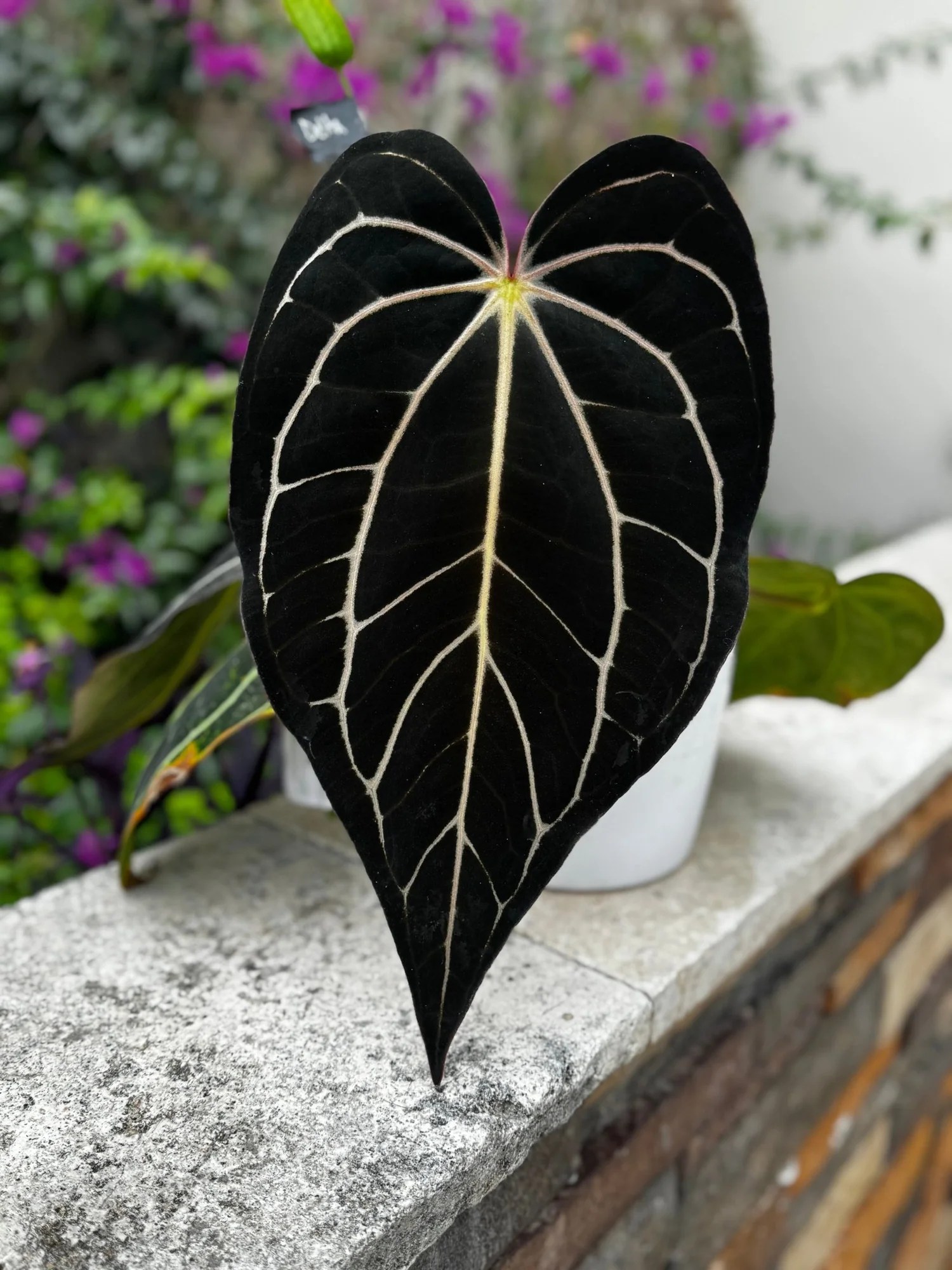 Anthurium Carlablackiae Round x GPH001 