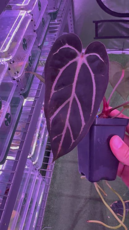 Anthurium Carlablackiae (Round x GPH001) x GPH001 (BACKCROSS)—Exact Plant A