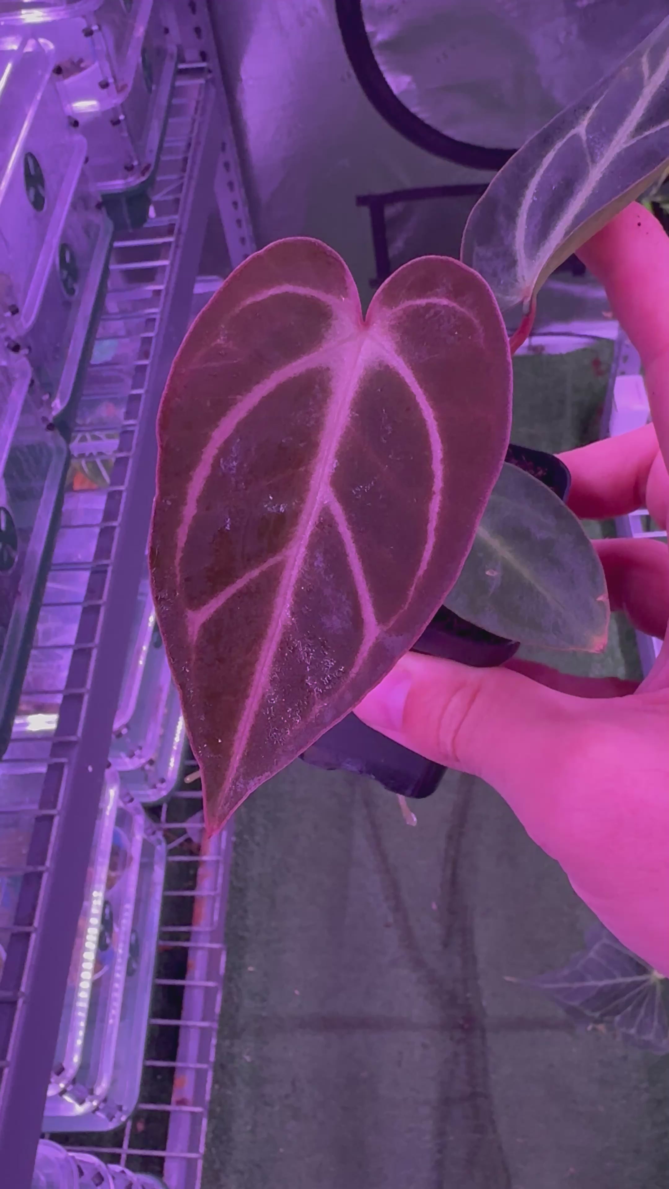 Anthurium Carlablackiae Round x GPH001 F2 Batch 2–Exact Plant B