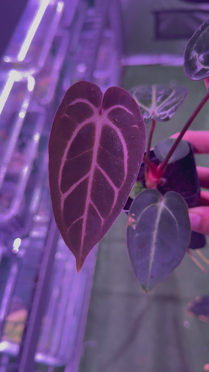 Anthurium Carlablackiae (Round x GPH001) x GPH001 (BACKCROSS)—Exact Plant C