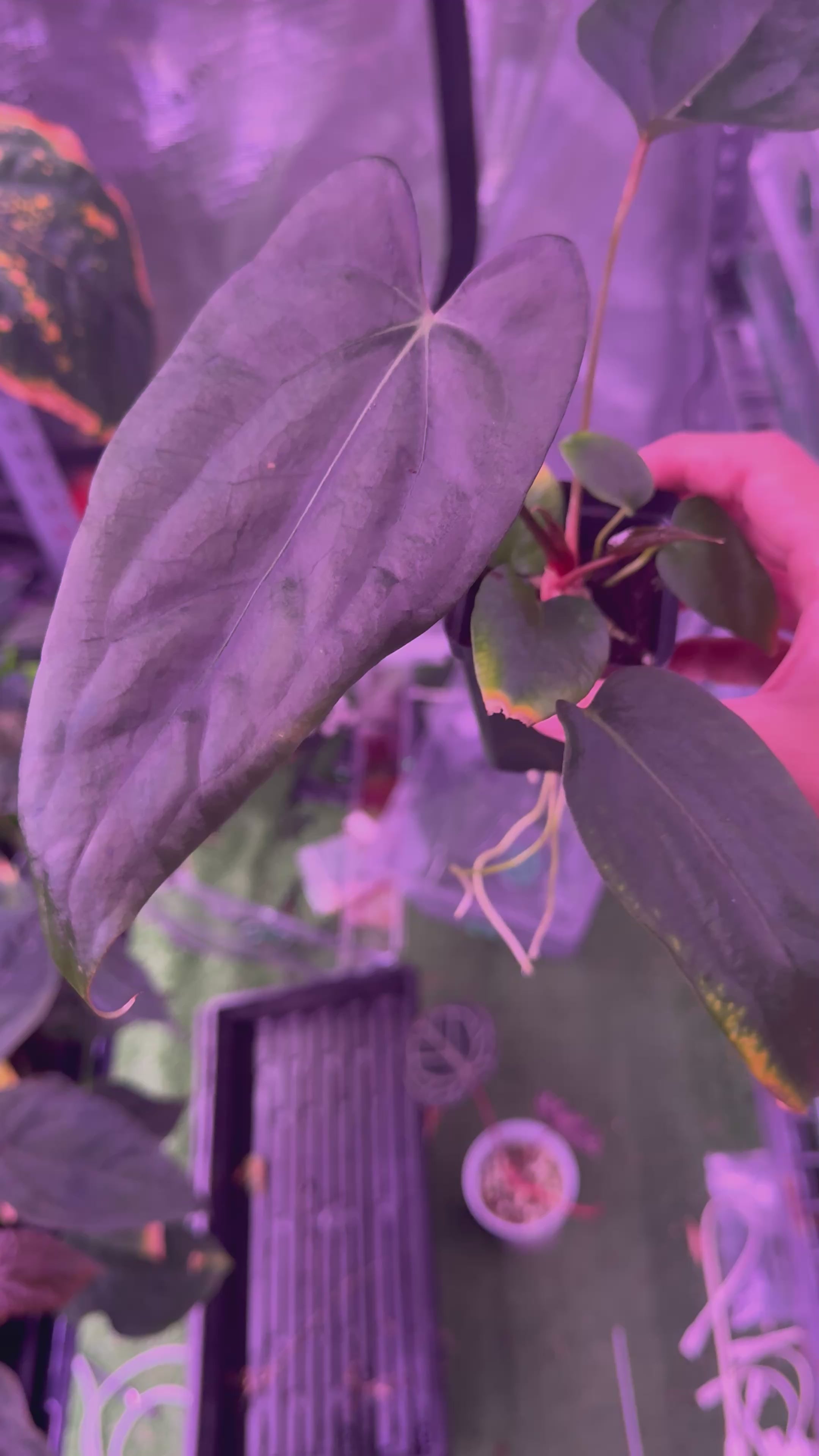 (Carla x Port) x Sp. Nov DF Anthurium — Exact Plant A