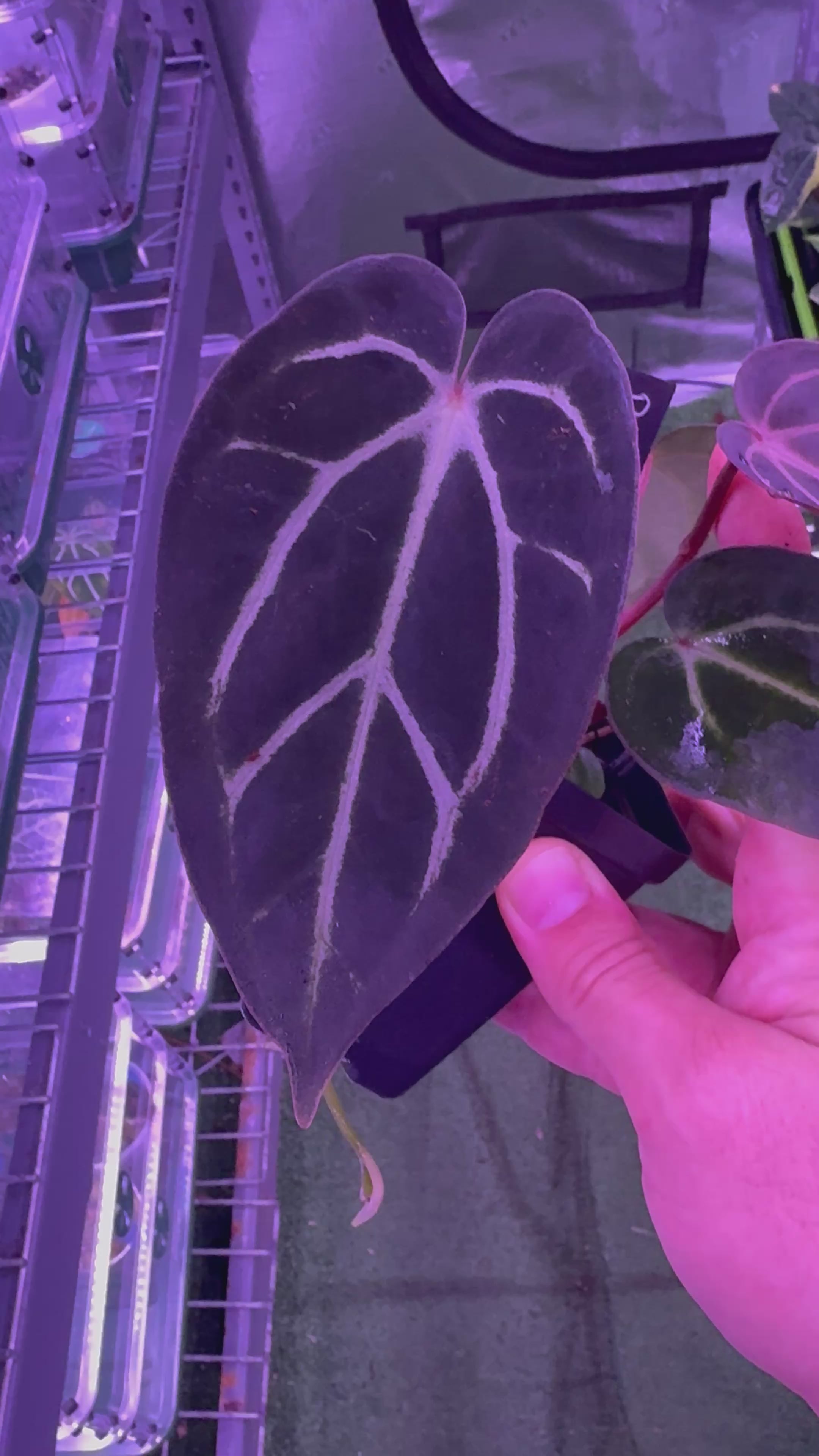 Anthurium Carlablackiae Round x GPH001 F2 Batch 2–Exact Plant A