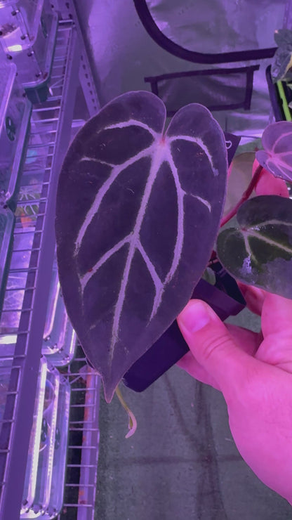 Anthurium Carlablackiae Round x GPH001 F2 Batch 2–Exact Plant A