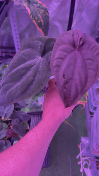 Dressleri RG F1A x F1B Select Anthurium — Exact Plant