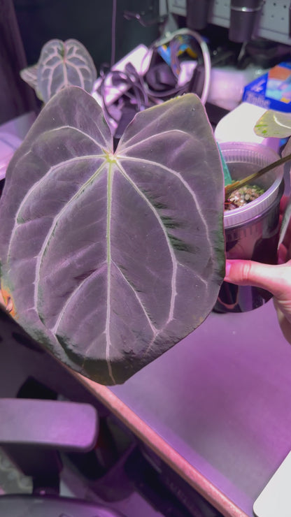 Carlablackiae Amanda Large Established Clone/Prop