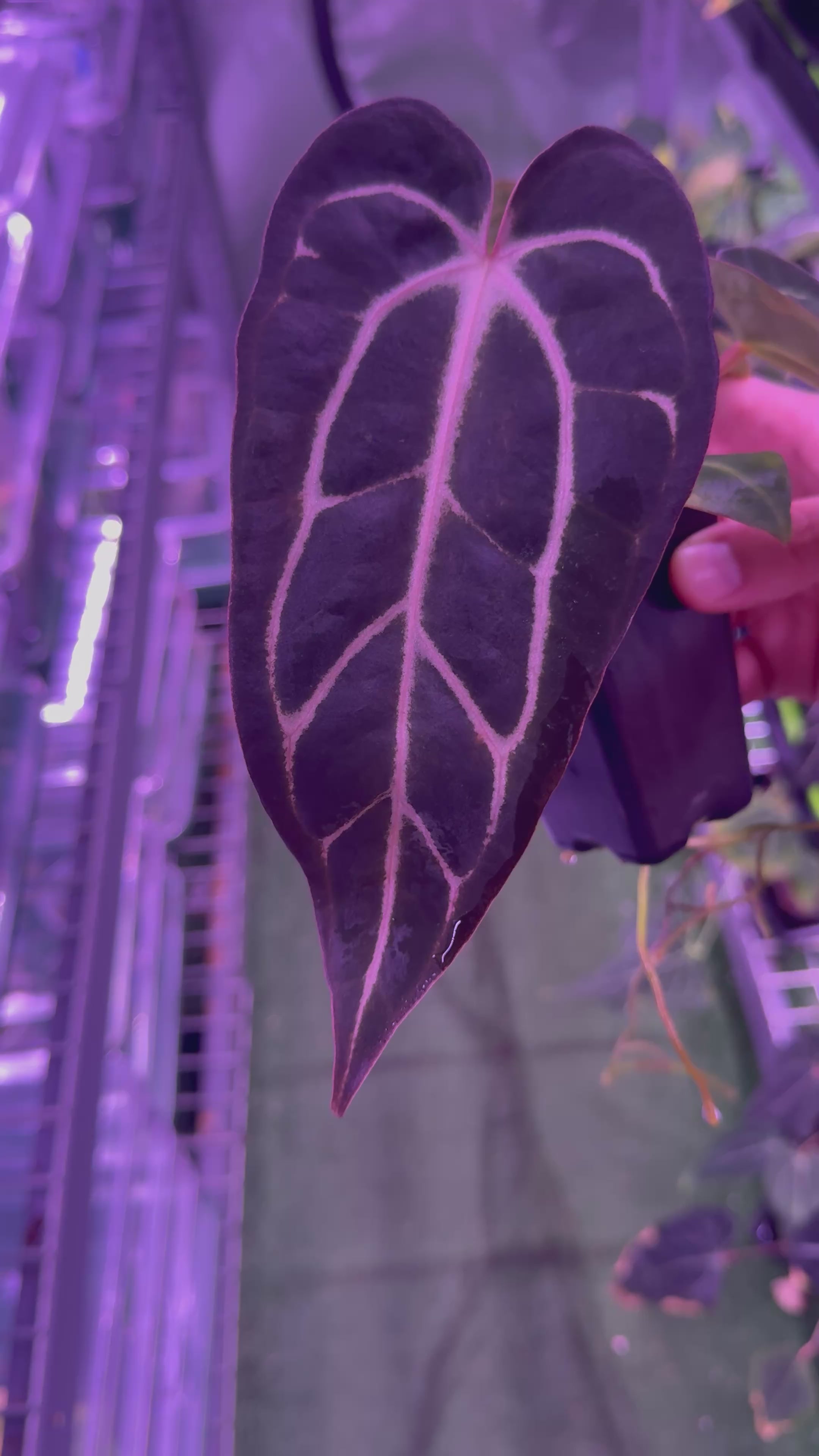 Anthurium Carlablackiae (Round x GPH001) x GPH001 (BACKCROSS)—Exact Plant B