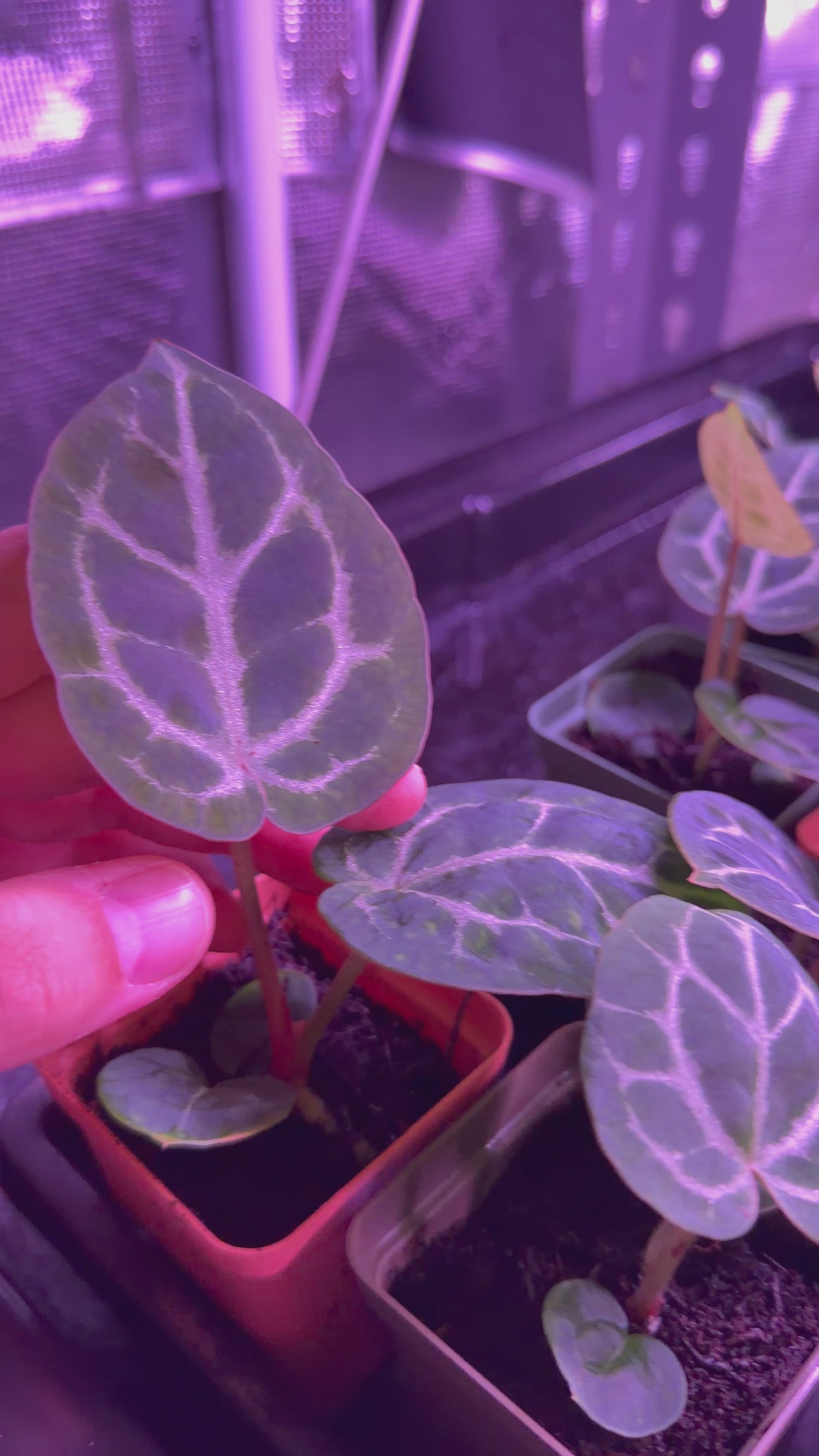 Anthurium Red Crystallinum Mohawk x Labyrinth --Small Seedlings