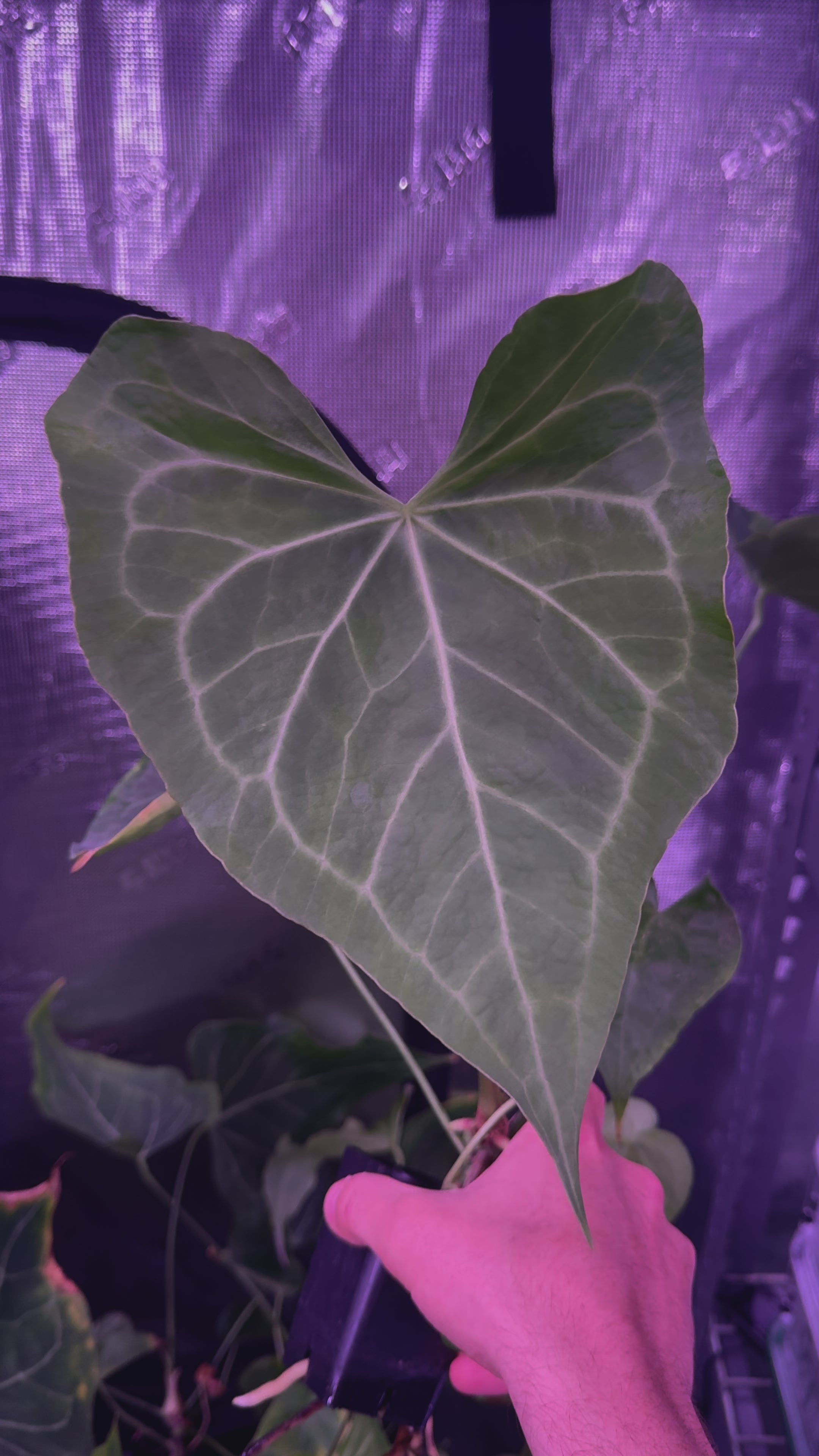 Delta Force x Unknown Anthurium — Young Cataphyll Plants