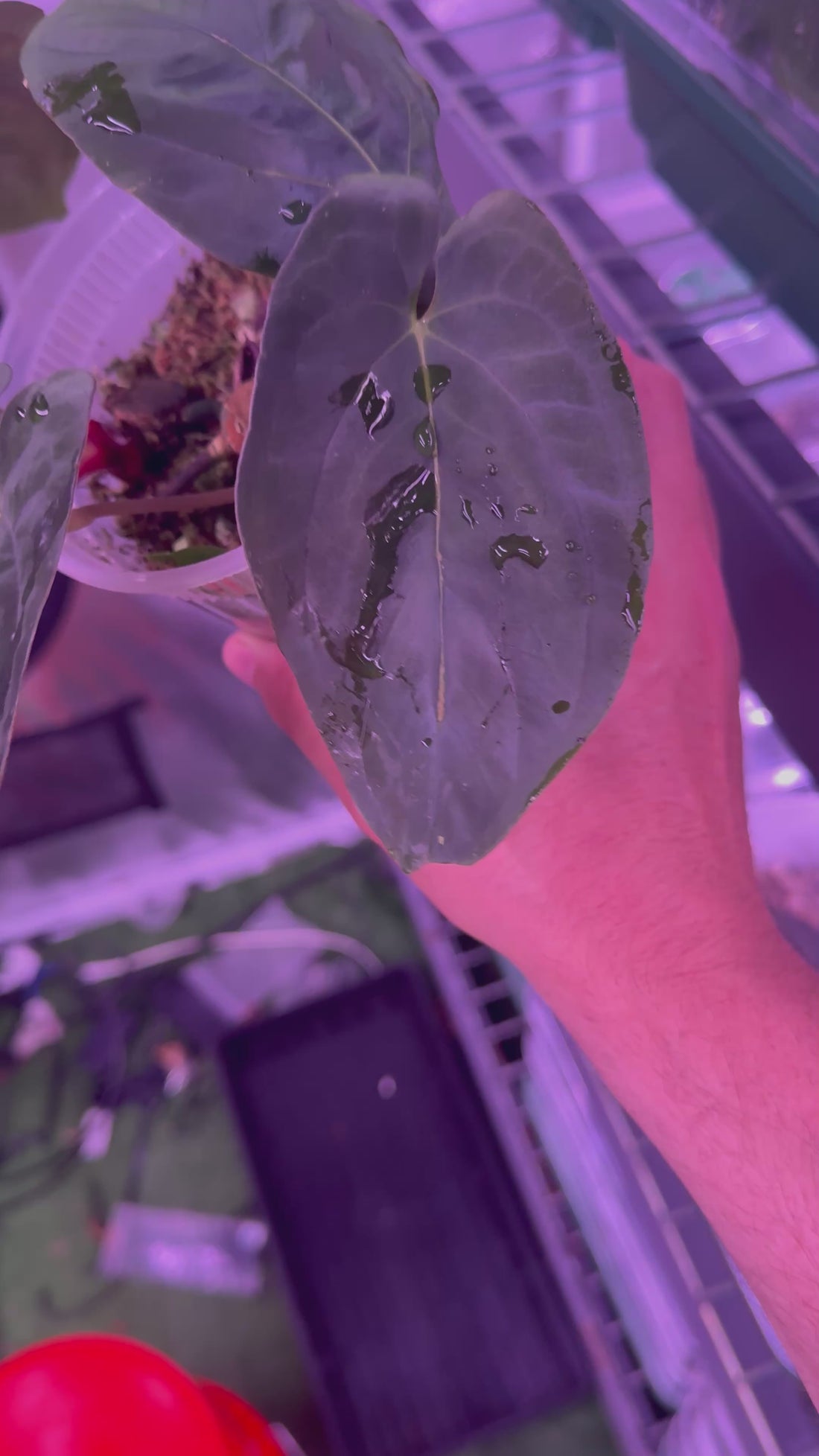Pap “Marie” Anthurium — Rooted Propagation (Ree Gardens Line)