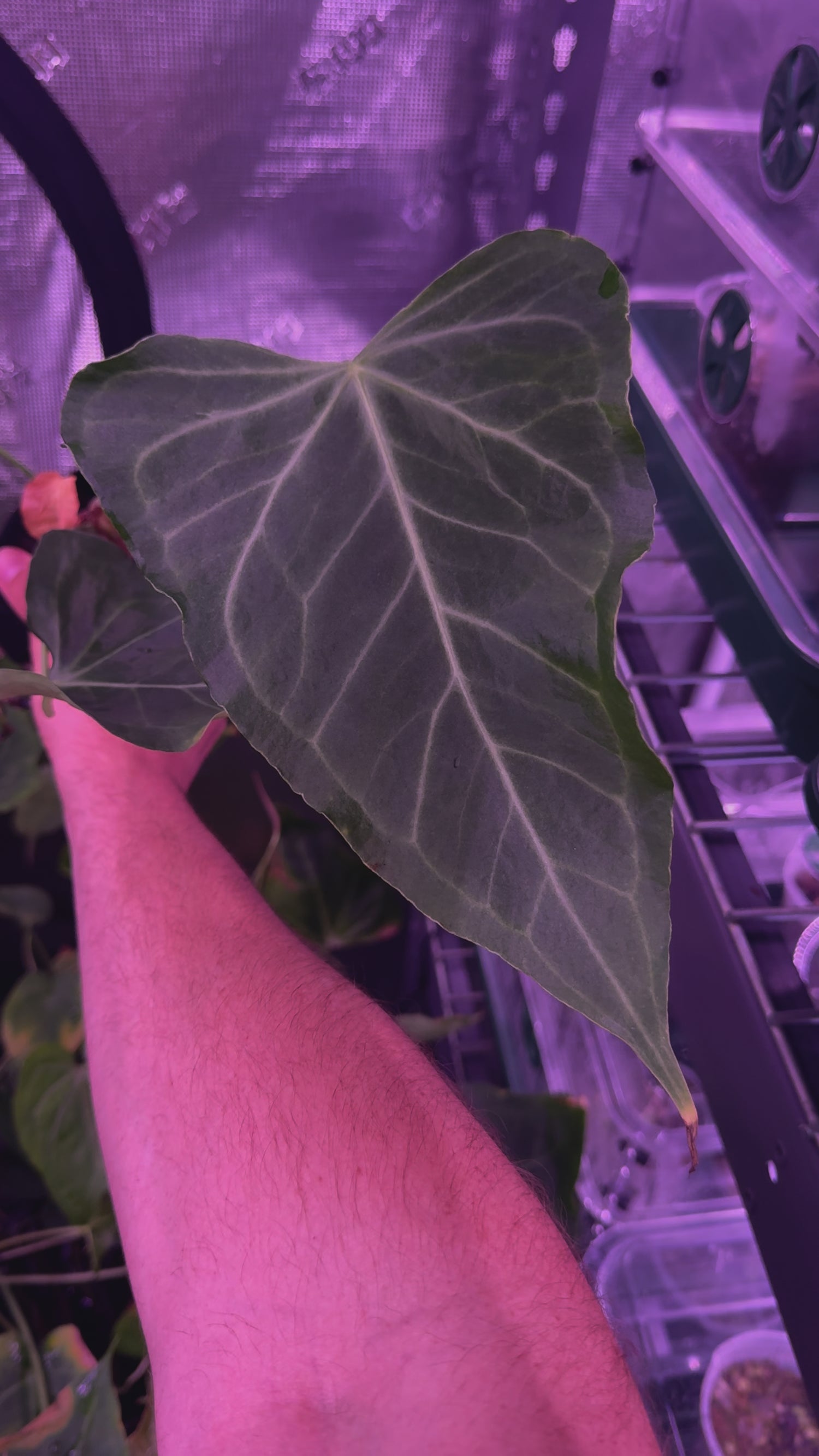 Delta Force x Unknown Anthurium — Young Cataphyll Plants
