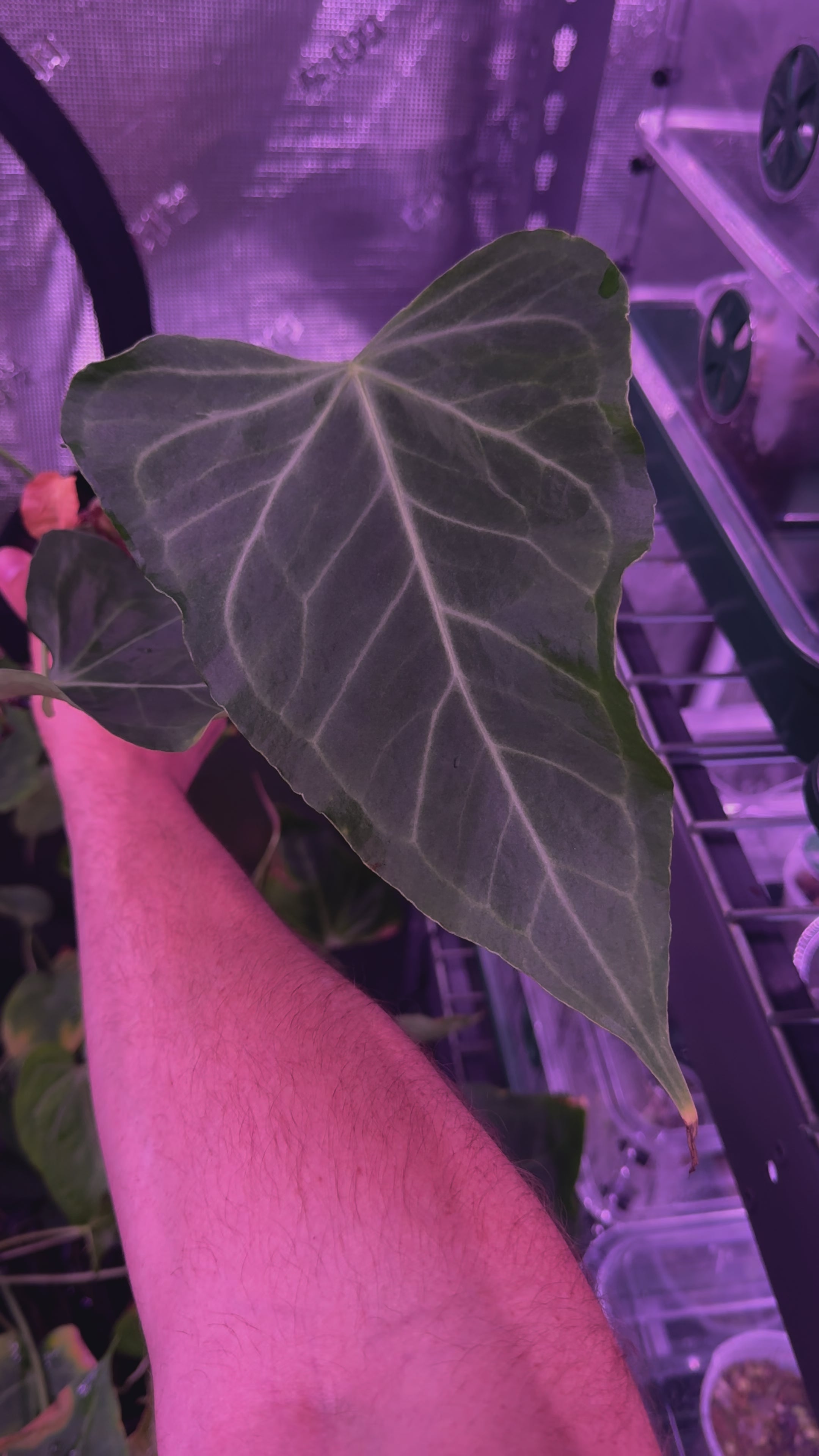 Delta Force x Unknown Anthurium — Young Cataphyll Plants