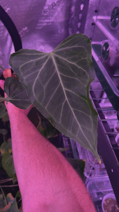 Delta Force x Unknown Anthurium — Young Cataphyll Plants