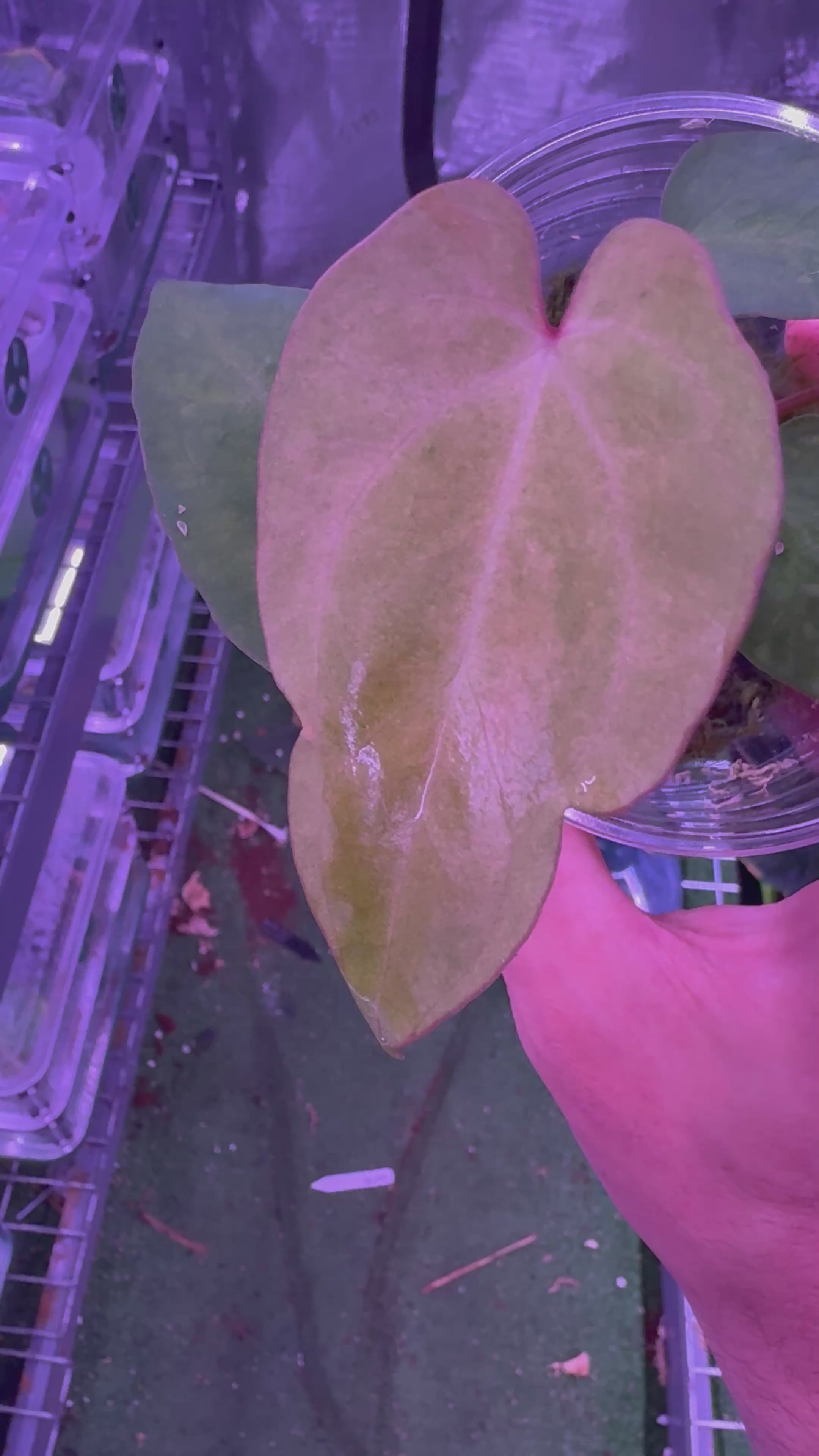 Variegated Pap x Dorito Port Anthurium