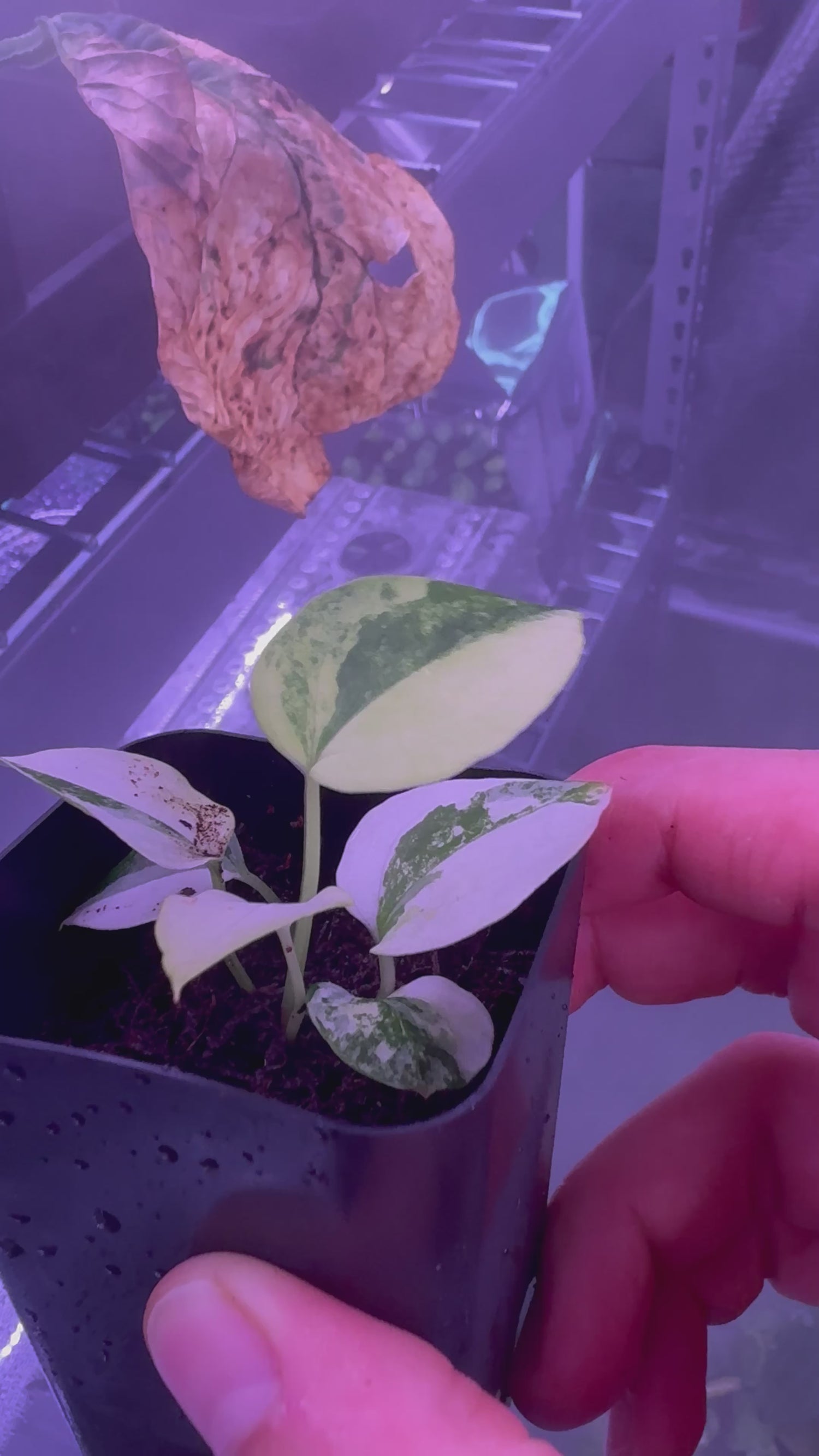Variegated papx x dorito port