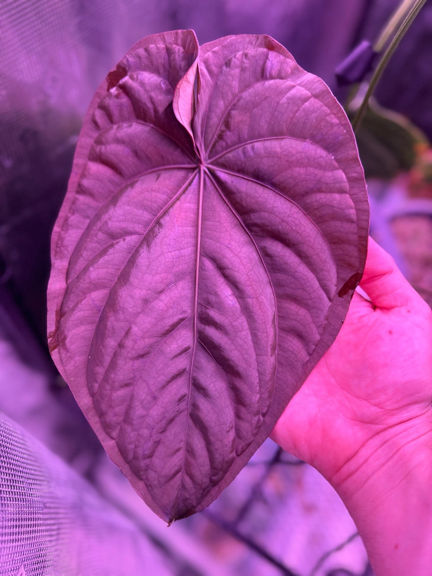 Pure RG dressleri seedlings (F1 “Jay” x F1 “Ivy”) - Granthuriums