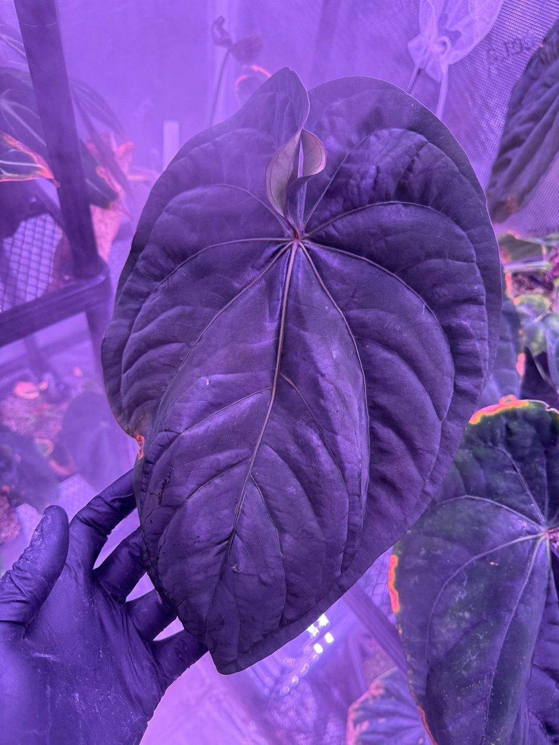 Pure RG dressleri seedlings (F1 “Jay” x F1 “Ivy”)-Granthuriums