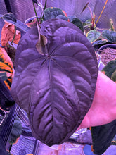 Pure RG dressleri seedlings (F1 “Jay” x F1 “Ivy”)-Granthuriums