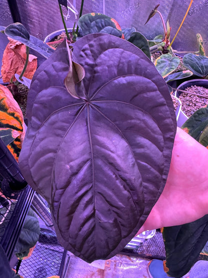 Pure RG dressleri seedlings (F1 “Jay” x F1 “Ivy”)-Granthuriums