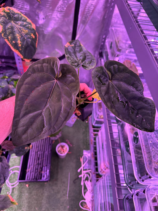 RG dressleri F1A x F1B exact plant - Granthuriums